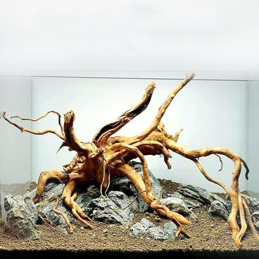 Aquarium Plant Design - Tronc d'arbre naturel pour décoration d'aquarium,