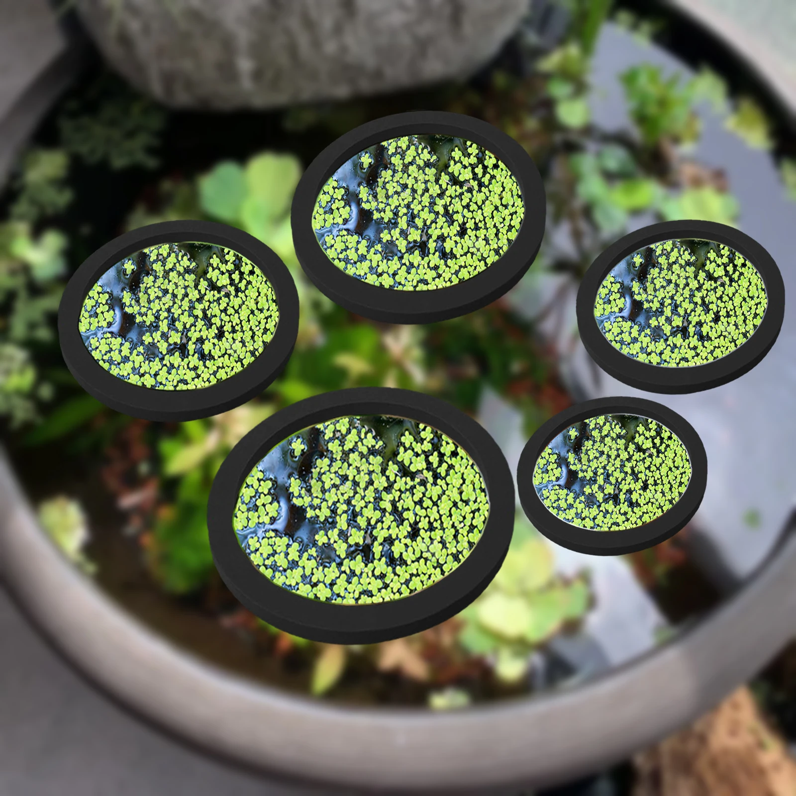 Aquarium Plants - Anneaux d'Alimentation pour Aquarium, Plante Flottante,