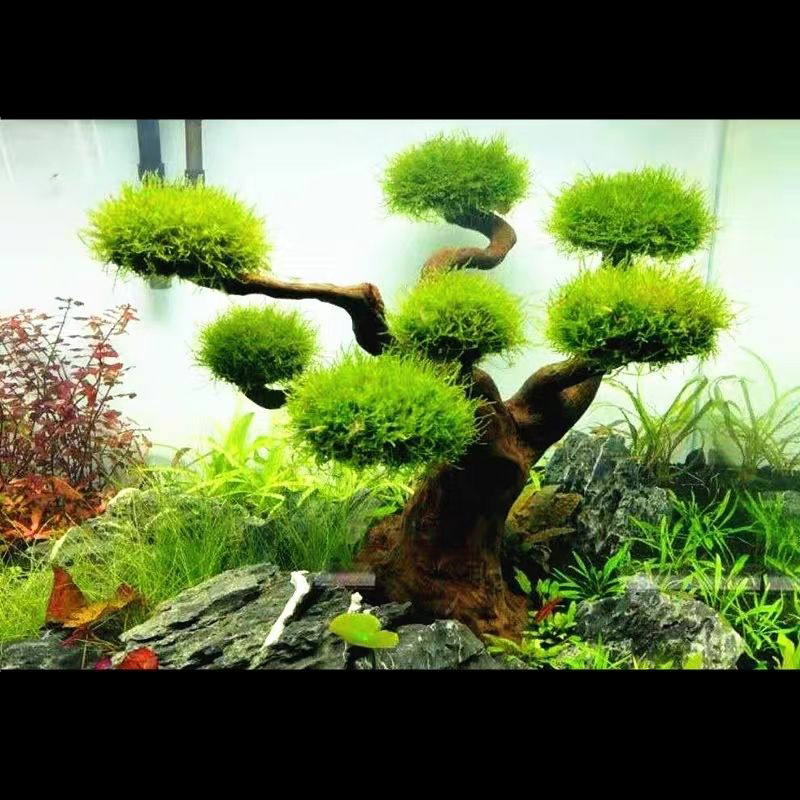Aquarium Plant Root Tabs - Décoration d'aquarium mousse bois flotté Aquarium