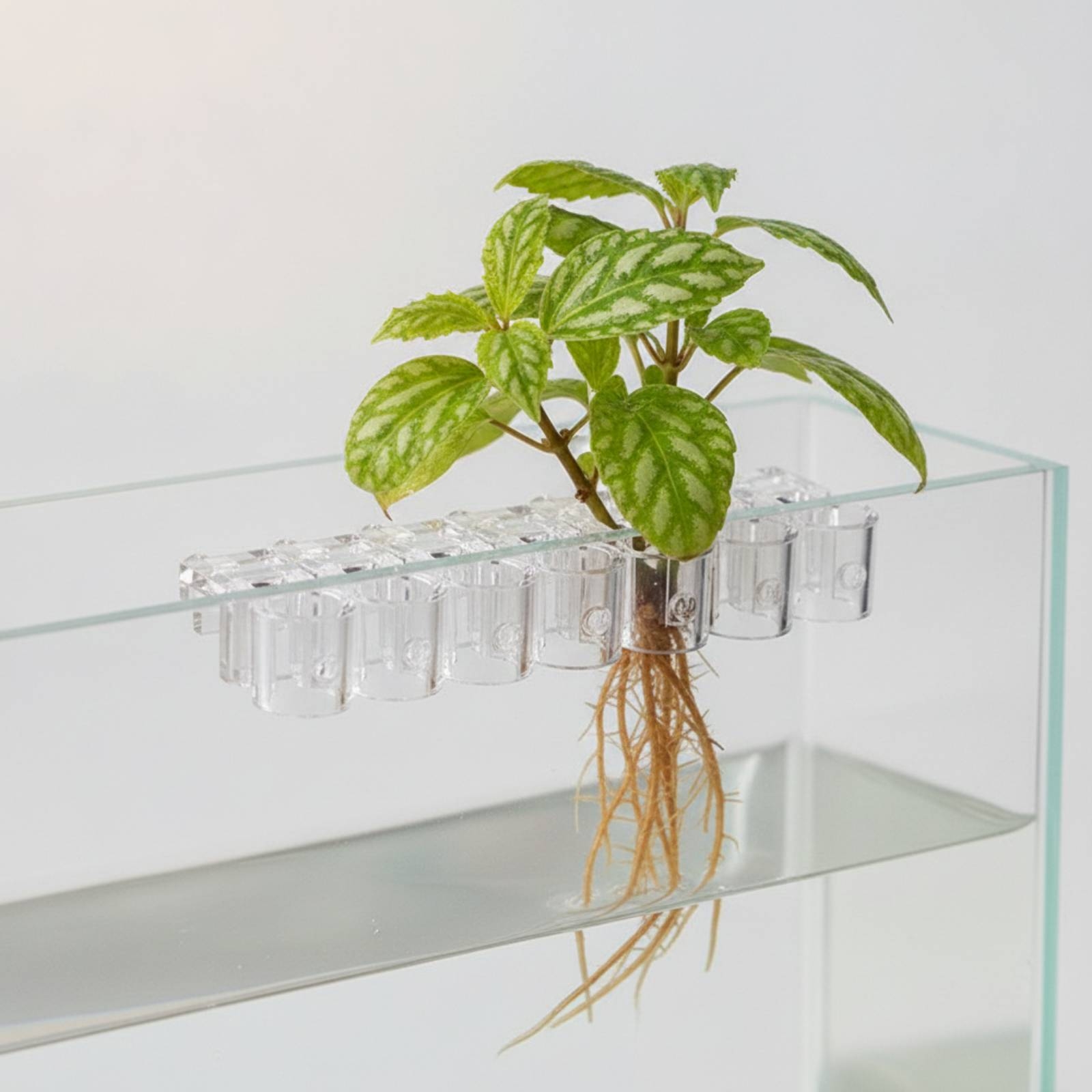 Lot de 6 supports transparents - Aquarium Plants avis et prix