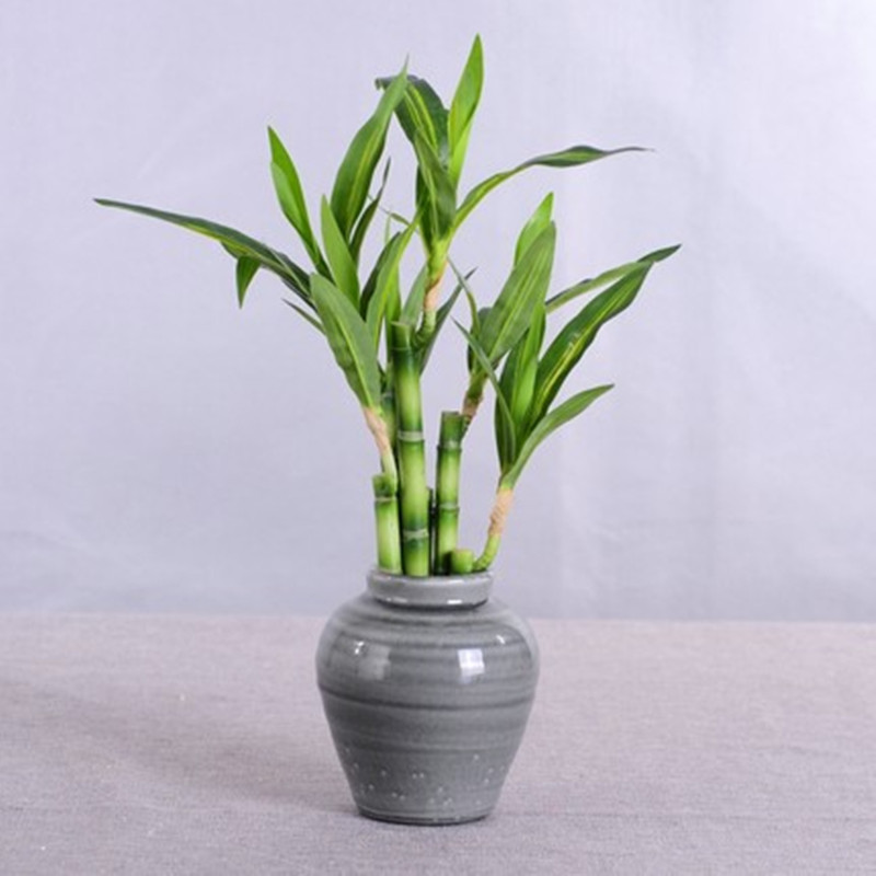 Nouvelle plante artificielle B - Aquarium Plant In Pot avis et prix