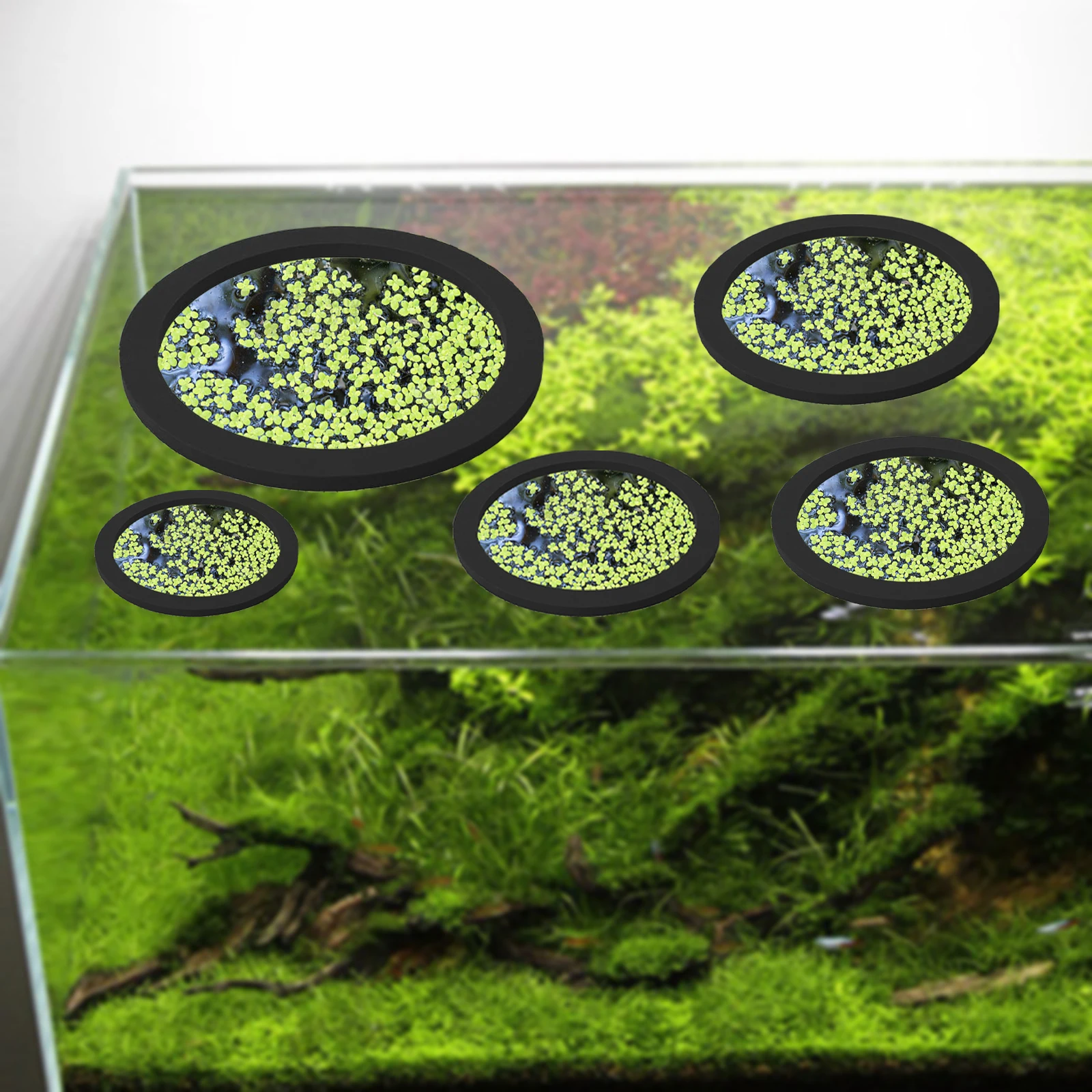 Anneaux d'Alimentation pour Aq - Aquarium Plants avis et prix