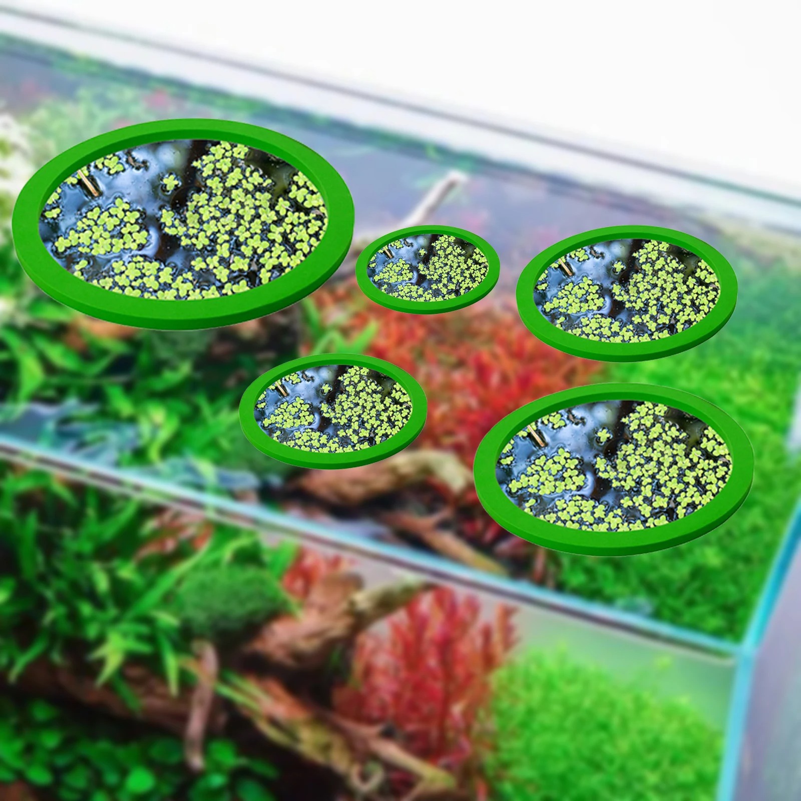Anneaux d'Alimentation pour Aq - Aquarium Plants avis et prix