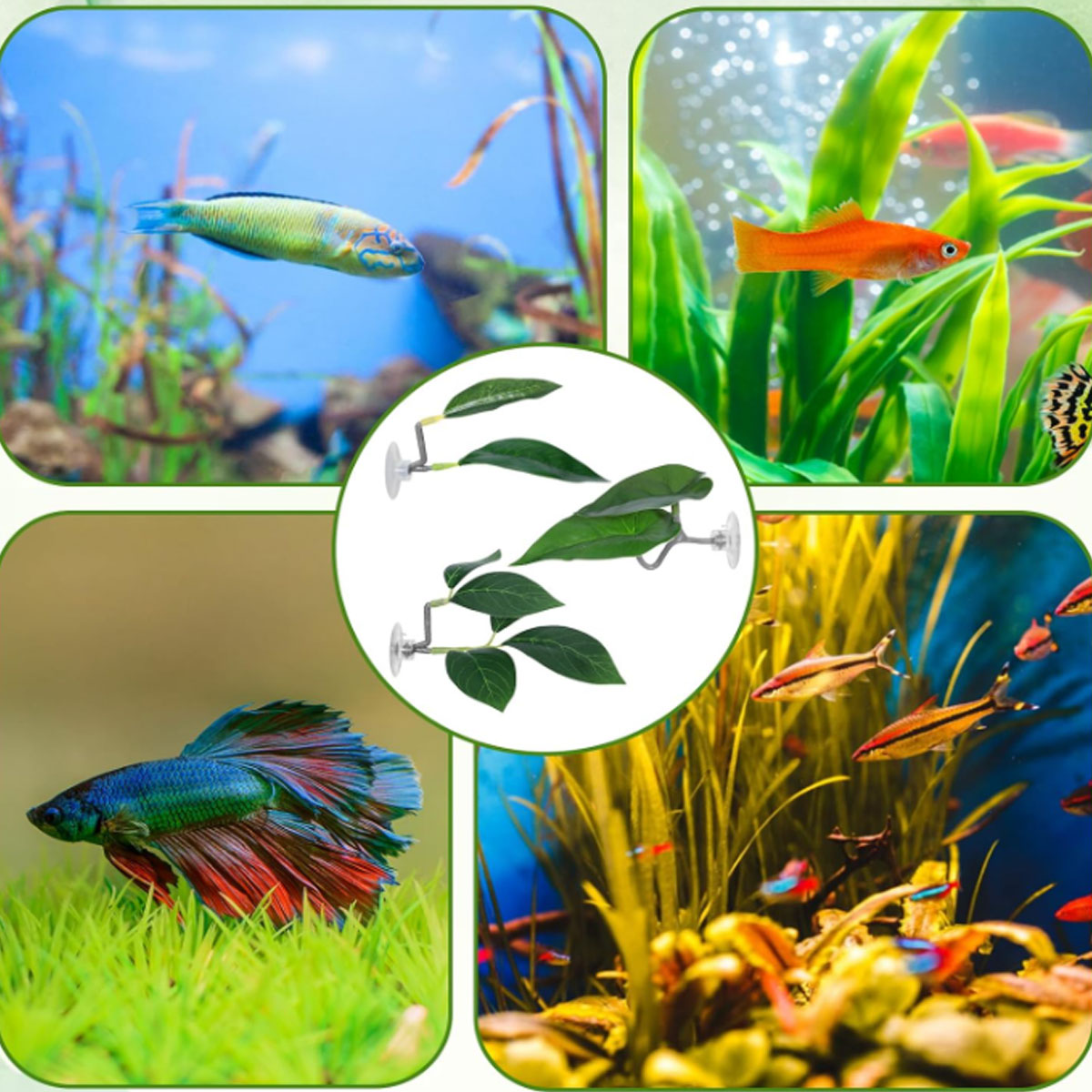 1 hamac pour poisson Betta, dé - Aquarium Plant Design avis et prix