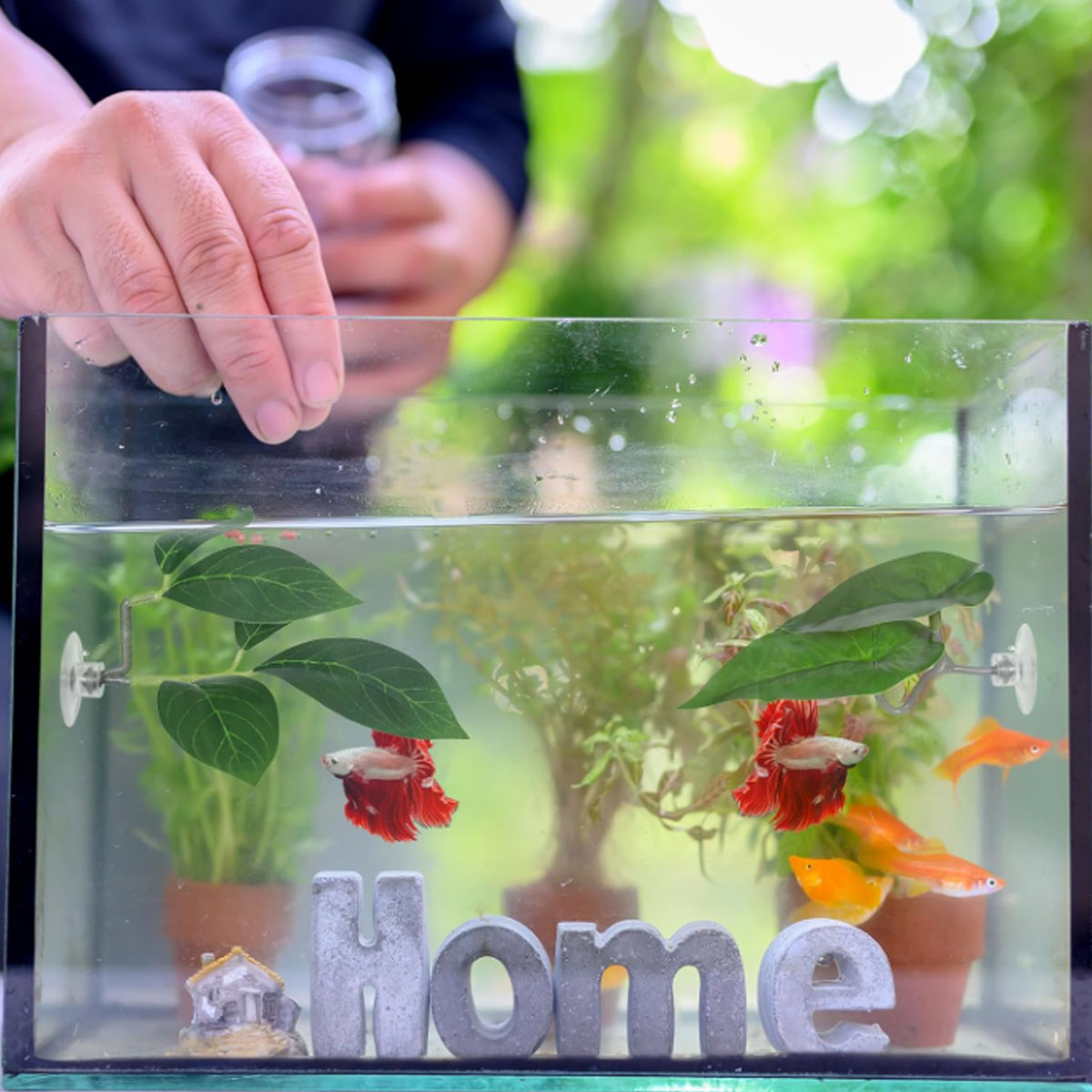 1 hamac pour poisson Betta, dé - Aquarium Plant Design avis et prix