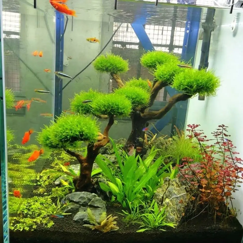 Décoration en bois flotté pour - Aquarium Plant Root Tabs avis et prix