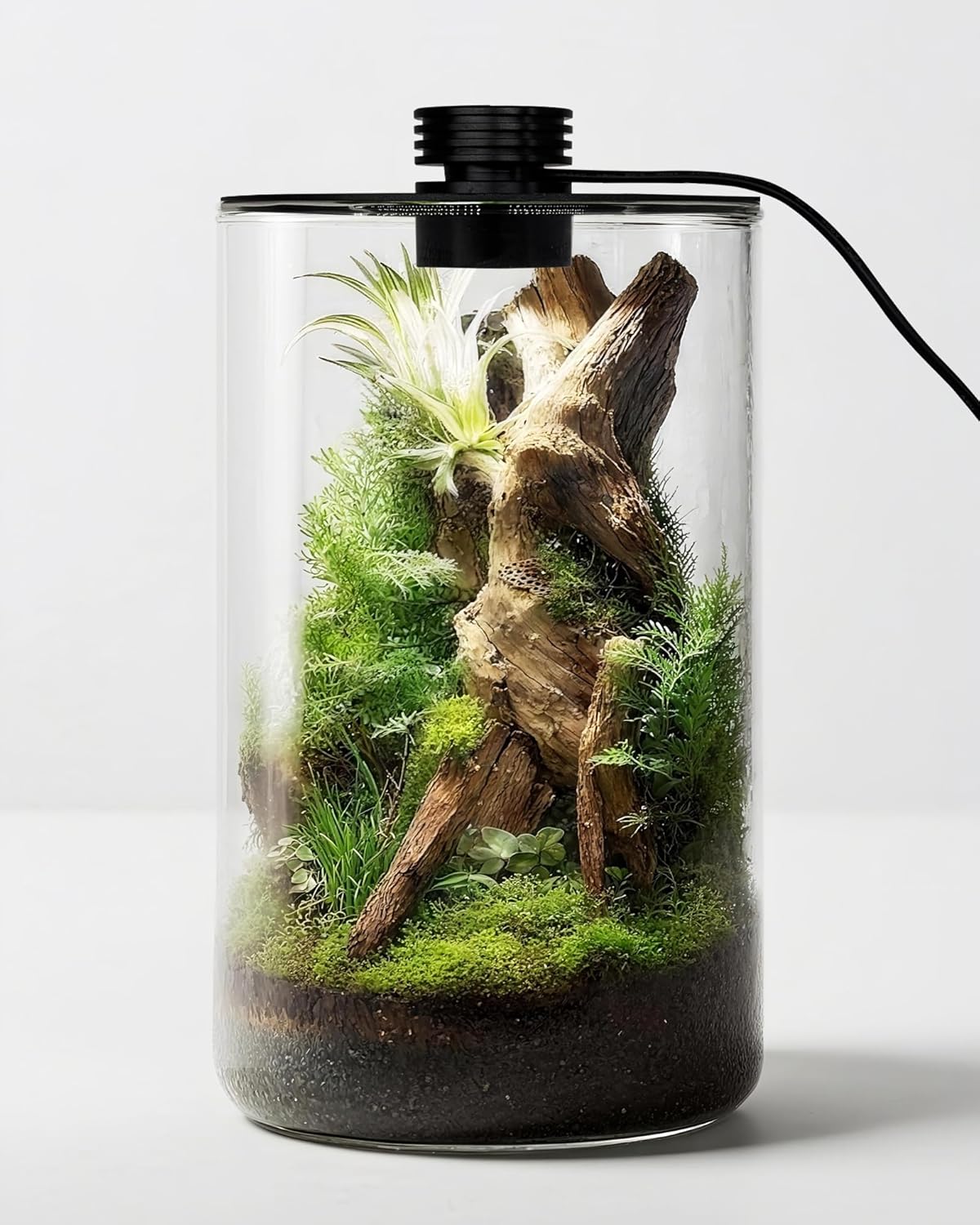 Terrarium en verre d'intérieur - Aquarium Plants avis et prix