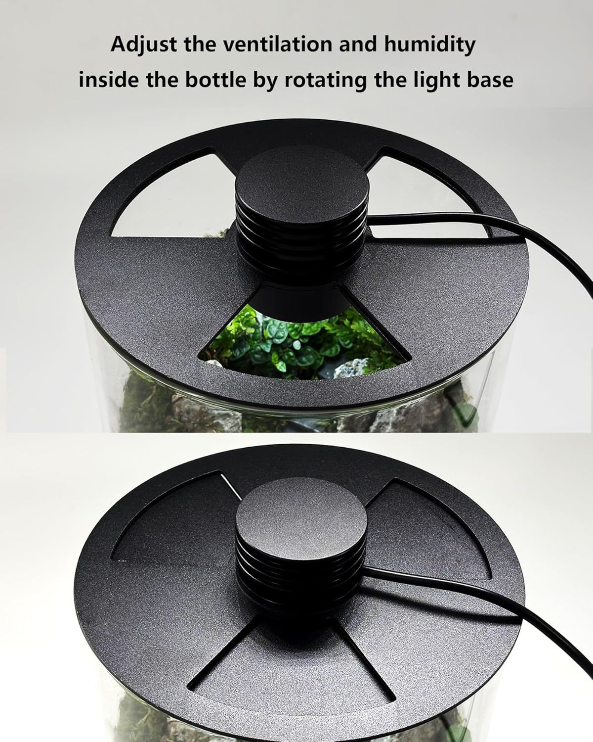 Terrarium en verre d'intérieur - Aquarium Plants avis et prix
